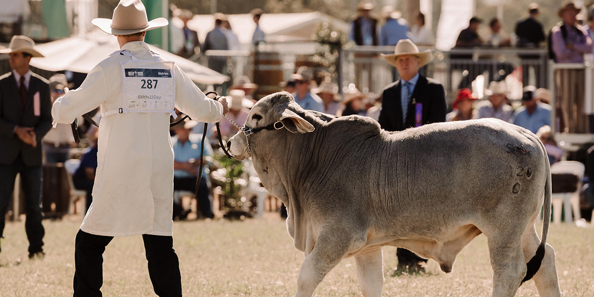 Beef Week and the Rockhampton events calendar